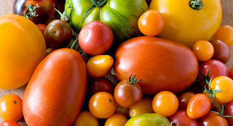 Haalbaarheidsstudie sla-, tomaten- en kruidenteelt, Amerika